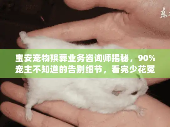 宝安宠物殡葬业务咨询师揭秘，90%宠主不知道的告别细节，看完少花冤枉钱！