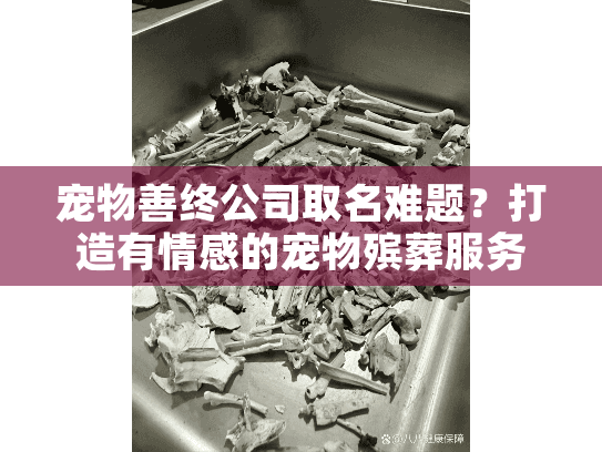 宠物善终公司取名难题？打造有情感的宠物殡葬服务品牌名指南