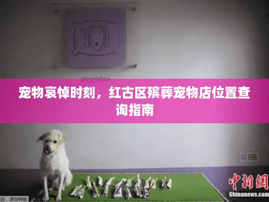 宠物哀悼时刻，红古区殡葬宠物店位置查询指南