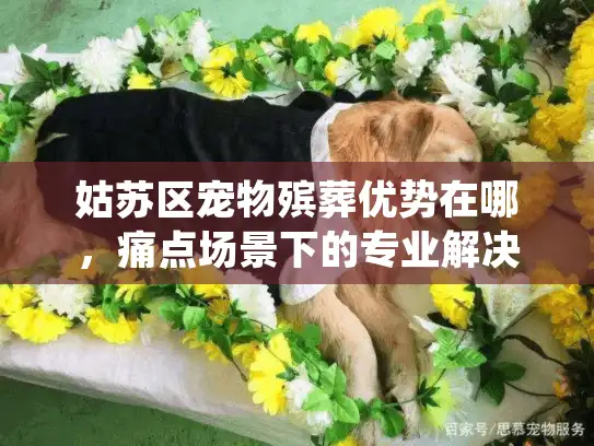 姑苏区宠物殡葬优势在哪，痛点场景下的专业解决方案