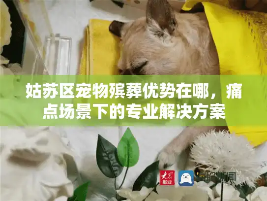 姑苏区宠物殡葬优势在哪，痛点场景下的专业解决方案