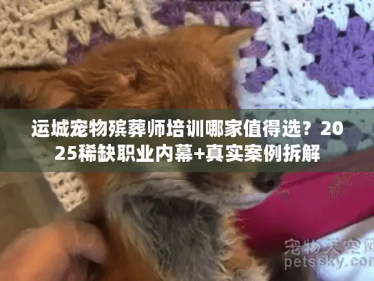 运城宠物殡葬师培训哪家值得选？2025稀缺职业内幕+真实案例拆解