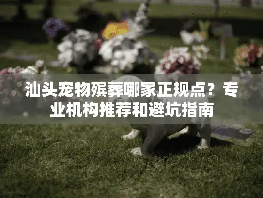 汕头宠物殡葬哪家正规点?专业机构推荐和避坑指南 汕头宠物殡葬哪家正规点?专业机构推荐和避坑指南