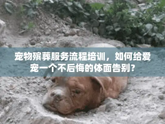 宠物殡葬服务流程培训，如何给爱宠一个不后悔的体面告别？