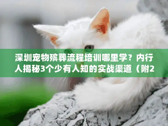 深圳宠物殡葬流程培训哪里学？内行人揭秘3个少有人知的实战渠道（附2025真实案例）
