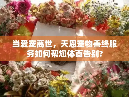 当爱宠离世，天恩宠物善终服务如何帮您体面告别?