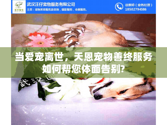 当爱宠离世，天恩宠物善终服务如何帮您体面告别?