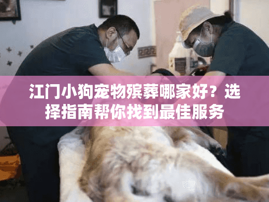 江门小狗宠物殡葬哪家好？选择指南帮你找到最佳服务