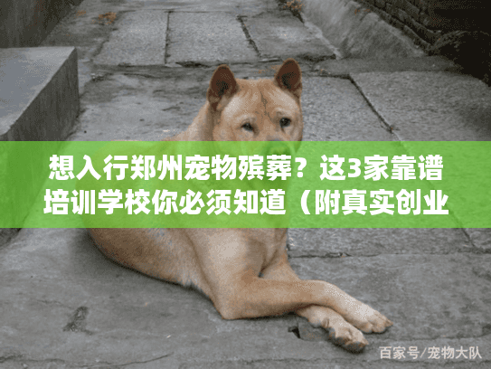 想入行郑州宠物殡葬?这3家靠谱培训学校你必须知道(附真实创业案例) 想入行郑州宠物殡葬?这3家靠谱培训学校你必须知道(附真实创业案例)