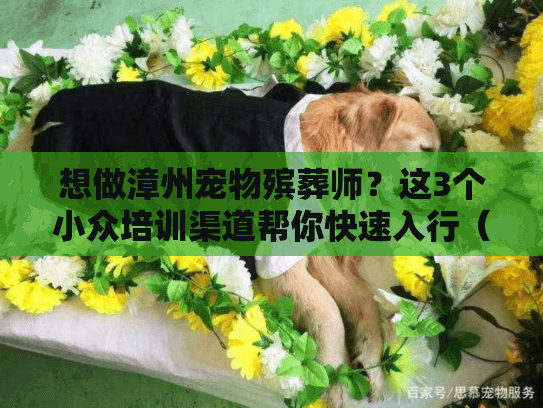 想做漳州宠物殡葬师？这3个小众培训渠道帮你快速入行（含实操案例）