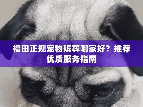 福田正规宠物殡葬哪家好?推荐优质服务指南 福田正规宠物殡葬哪家好?推荐优质服务指南