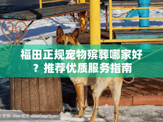福田正规宠物殡葬哪家好?推荐优质服务指南 福田正规宠物殡葬哪家好?推荐优质服务指南