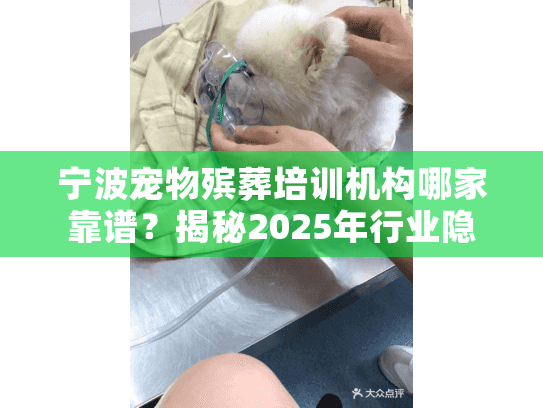 宁波宠物殡葬培训机构哪家靠谱？揭秘2025年行业隐藏标准与真实案例
