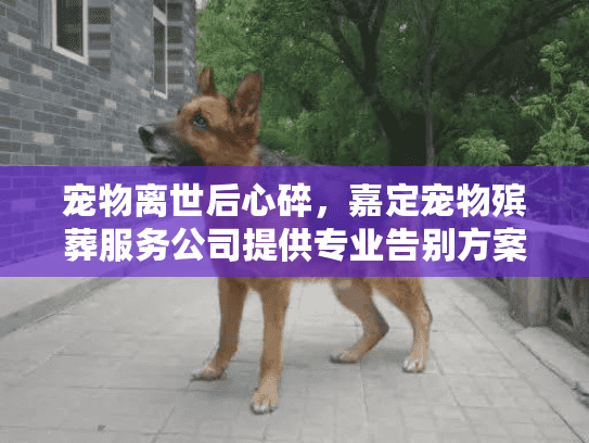 宠物离世后心碎，嘉定宠物殡葬服务公司提供专业告别方案