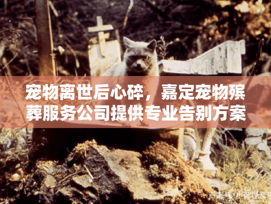 宠物离世后心碎，嘉定宠物殡葬服务公司提供专业告别方案