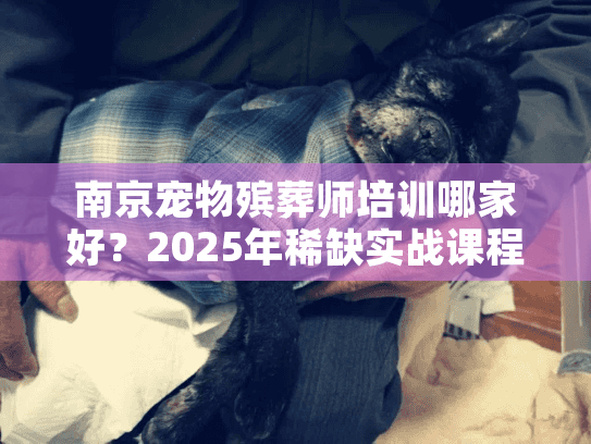 南京宠物殡葬师培训哪家好？2025年稀缺实战课程揭秘，内行人都在学！