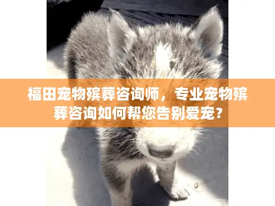 福田宠物殡葬咨询师,专业宠物殡葬咨询如何帮您告别爱宠? 福田宠物殡葬咨询师,专业宠物殡葬咨询如何帮您告别爱宠?