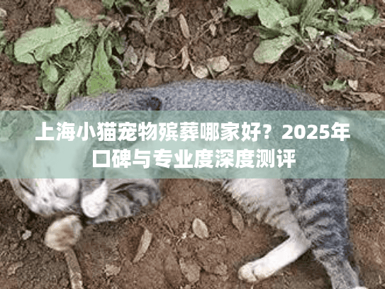 上海小猫宠物殡葬哪家好？2025年口碑与专业度深度测评