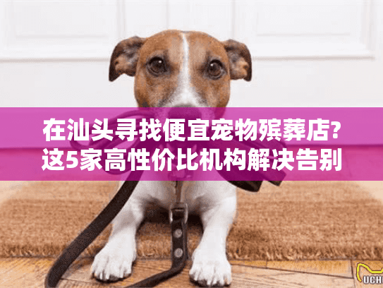 在汕头寻找便宜宠物殡葬店?这5家高性价比机构解决告别难题