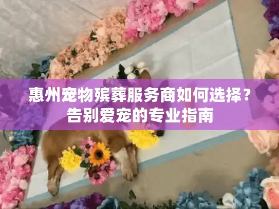 惠州宠物殡葬服务商如何选择？告别爱宠的专业指南