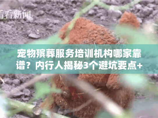 宠物殡葬服务培训机构哪家靠谱？内行人揭秘3个避坑要点+1个实战案例