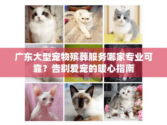 广东大型宠物殡葬服务哪家专业可靠？告别爱宠的暖心指南
