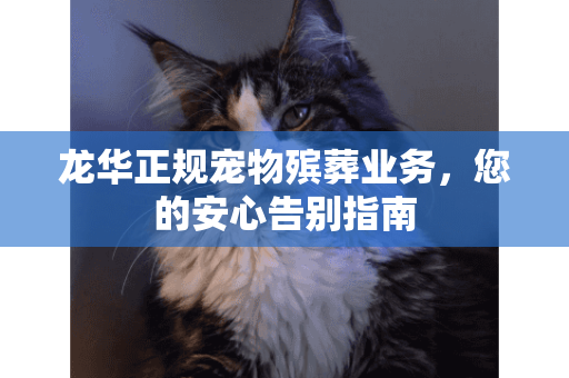 龙华正规宠物殡葬业务，您的安心告别指南