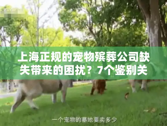 上海正规的宠物殡葬公司缺失带来的困扰？7个鉴别关键点必看