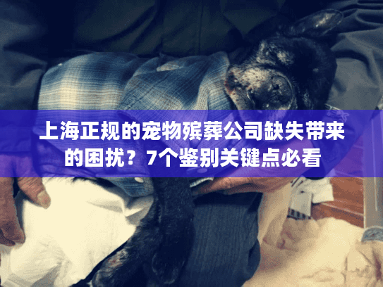 上海正规的宠物殡葬公司缺失带来的困扰？7个鉴别关键点必看