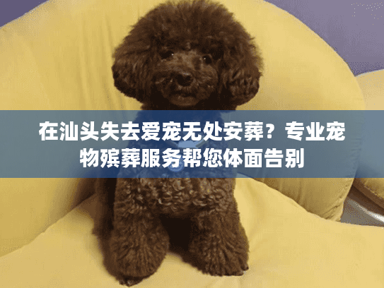 在汕头失去爱宠无处安葬？专业宠物殡葬服务帮您体面告别