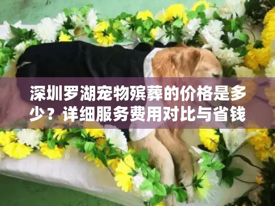 深圳罗湖宠物殡葬的价格是多少？详细服务费用对比与省钱建议