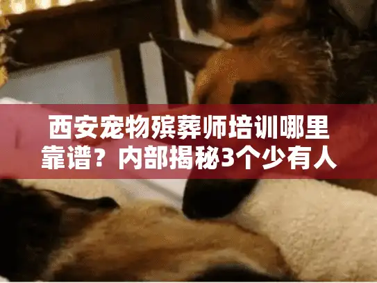 西安宠物殡葬师培训哪里靠谱？内部揭秘3个少有人知的实操干货！