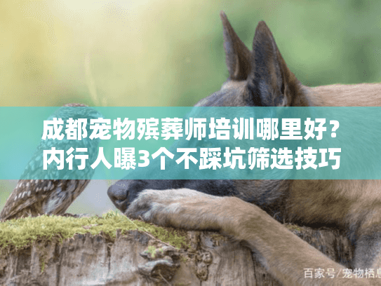 成都宠物殡葬师培训哪里好？内行人曝3个不踩坑筛选技巧