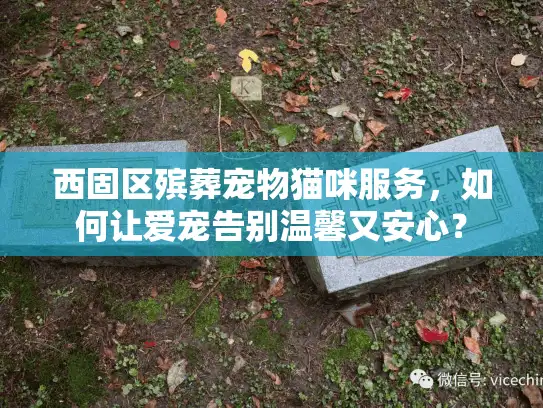 西固区殡葬宠物猫咪服务，如何让爱宠告别温馨又安心？