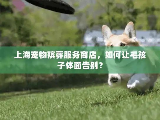 上海宠物殡葬服务商店，如何让毛孩子体面告别？