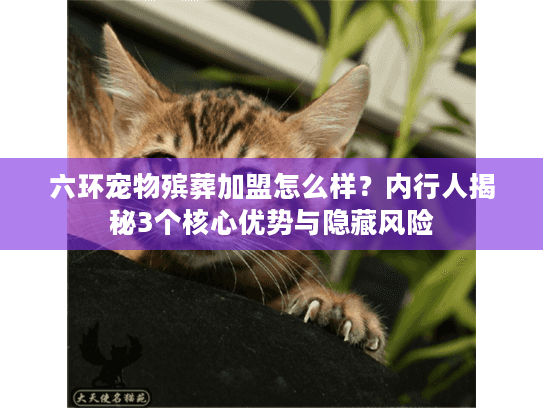 六环宠物殡葬加盟怎么样？内行人揭秘3个核心优势与隐藏风险