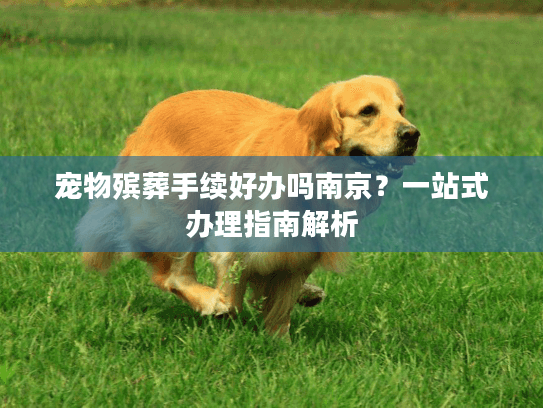 宠物殡葬手续好办吗南京？一站式办理指南解析