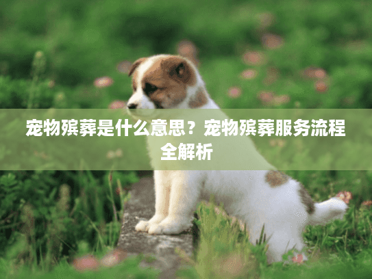 宠物殡葬是什么意思？宠物殡葬服务流程全解析