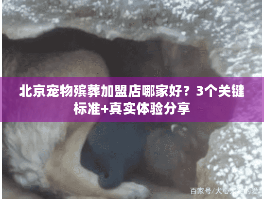 北京宠物殡葬加盟店哪家好?3个关键标准+真实体验分享 北京宠物殡葬加盟店哪家好?3个关键标准+真实体验分享