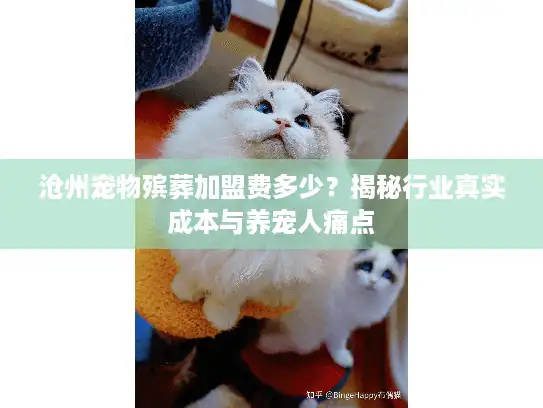 沧州宠物殡葬加盟费多少？揭秘行业真实成本与养宠人痛点