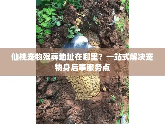 仙桃宠物殡葬地址在哪里？一站式解决宠物身后事服务点