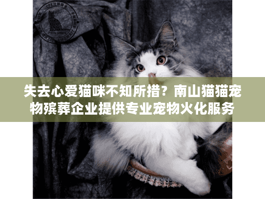 失去心爱猫咪不知所措？南山猫猫宠物殡葬企业提供专业宠物火化服务