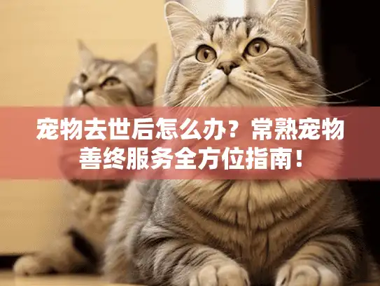 宠物去世后怎么办？常熟宠物善终服务全方位指南！