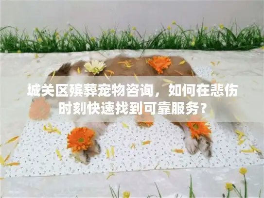 城关区殡葬宠物咨询，如何在悲伤时刻快速找到可靠服务？