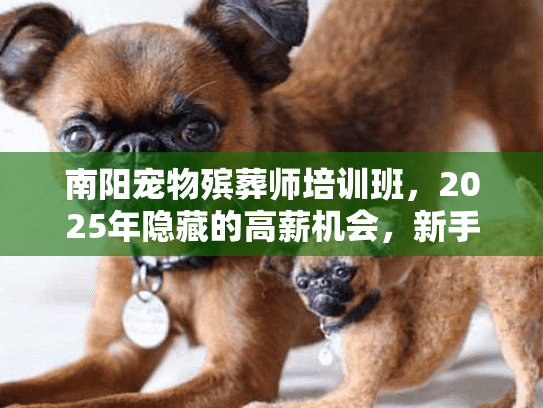 南阳宠物殡葬师培训班，2025年隐藏的高薪机会，新手如何快速入行？