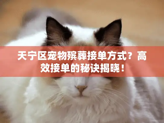 天宁区宠物殡葬接单方式?高效接单的秘诀揭晓! 天宁区宠物殡葬接单方式?高效接单的秘诀揭晓!