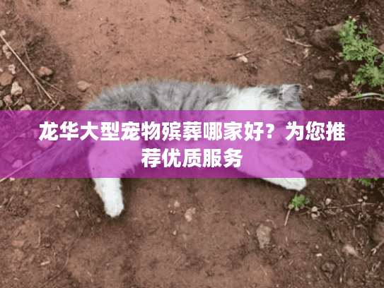 龙华大型宠物殡葬哪家好?为您推荐优质服务 龙华大型宠物殡葬哪家好?为您推荐优质服务