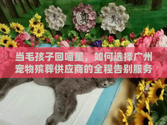 当毛孩子回喵星，如何选择广州宠物殡葬供应商的全程告别服务？