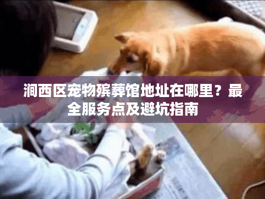 涧西区宠物殡葬馆地址在哪里？最全服务点及避坑指南