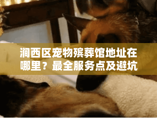 涧西区宠物殡葬馆地址在哪里？最全服务点及避坑指南